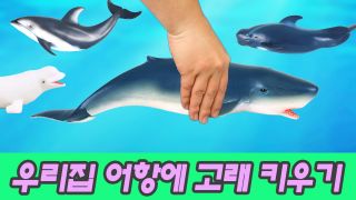 우리집 어항에 고래 키우기, 어린이 만화 영상, 유아교육, 시즌5 50...
