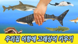 우리집 어항에 고래상어 키우기, 유아교육, 어린이 공룡 만화, 컬렉타피...