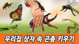우리집 상자 속 곤충 키우기! 유아교육, 어린이 공룡 만화, 컬렉타피규...