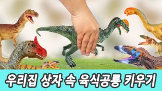 우리집 상자 속 육식 공룡 키우기! 유아 교육, 공룡만화, 한글로 육식...