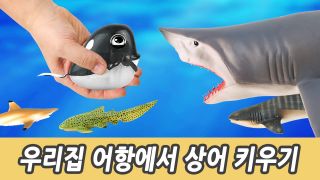 태엽 고래로 상어 놀라게 하기, 유아교육, 어린이 공룡 만화, 컬렉타피...