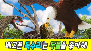 한국어ㅣ배고픈 독수리는 동물을 좋아해! 어린이 만화 영상, 유아교육,...