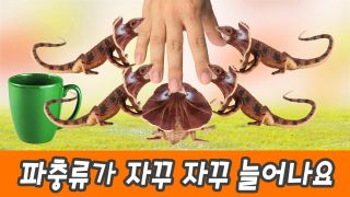 한국어ㅣ파충류가 자꾸 자꾸 늘어나요, 유아 교육 애니메이션, 어린이...