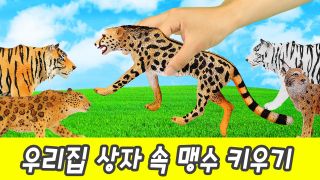 한국어ㅣ우리집 상자 속 맹수 키우기, 어린이 동물 애니메이션, 한글...