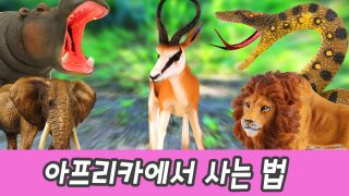 한국어ㅣ아프리카에서 사는 법, 어린이 동물 애니메이션, 사파리 체험...